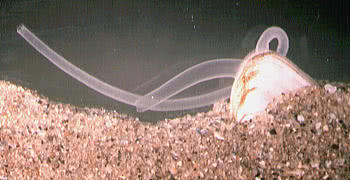 The separate siphons of a tellin partly burrowed